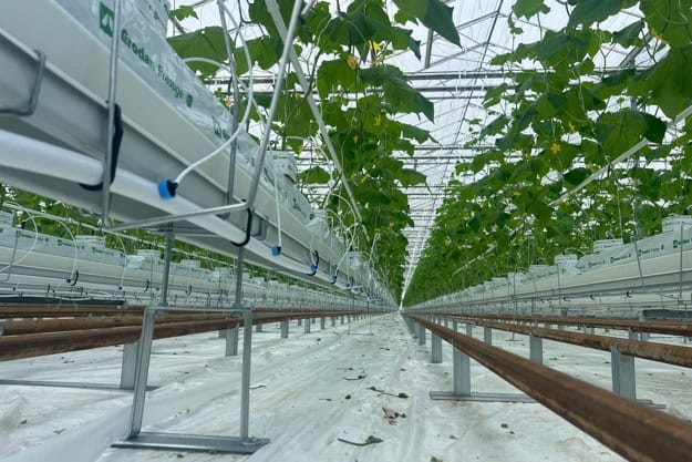 slimme-steunen-voor-hangend-gootsysteem-in-lichte-kassen